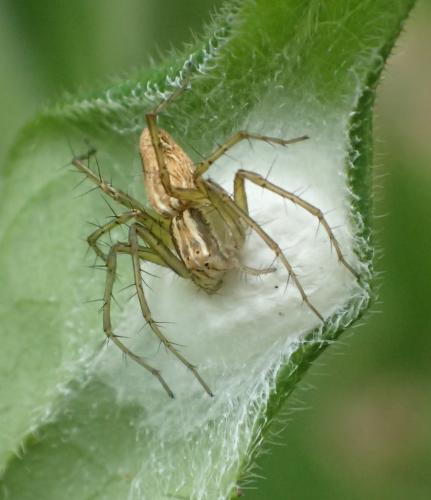 Réf. 194 661 : Oxyopes sp.